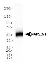 NAPSA / NAPA / Napsin A Antibody (N-Terminus, clone TMU-Ad02)