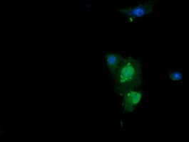 ERG Antibody (clone OTI5F12, Carrier-free)