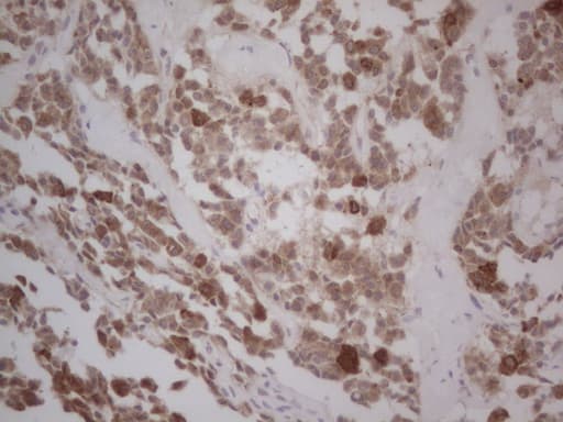 GABRA5 Antibody (aa32-259, clone OTI1G9, Carrier-free)