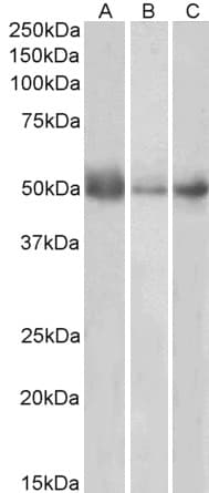 IHC-plus™ IDO1 / IDO Antibody (aa129-141)
