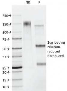Monoclonal Mouse anti-Human CD95 / FAS Antibody (clone B-R18, IHC, IF)