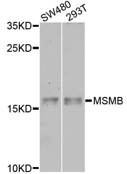 PathPlus™ MSMB / MSP Antibody