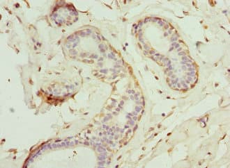 GCNT2 Antibody