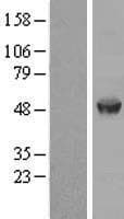 AAMP Protein (Over-Expression Lysate Myc-DDK (Flag))