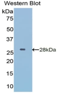 IGFBP5 Antibody (aa27-248)