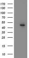 MTFMT Antibody (clone OTI1D4)