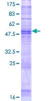 Human OR8H1 Protein (Recombinant GST)