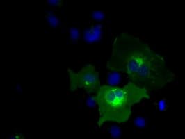 PTPRE / PTP Epsilon Antibody (clone OTI2C11)