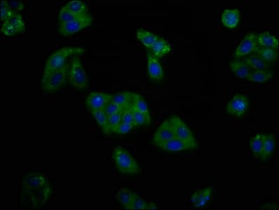 KCNV2 / Kv11.1 Antibody