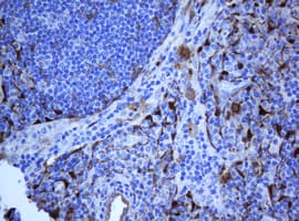 Selenium Binding Protein 1 Antibody (clone 3D4, Carrier-free)