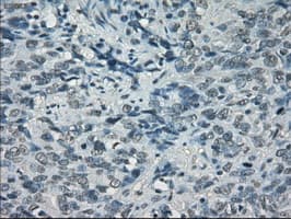 CYPOR / POR Antibody (clone OTI5H5)