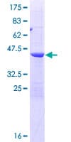 Human POP7 Protein (Recombinant GST)