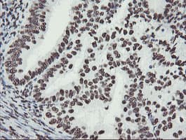 NONO / P54NRB Antibody (aa184-385, clone OTI5F1)