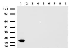 VILIP / VSNL1 Antibody (aa2-191, clone UMAB116, Carrier-free)