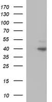 CD95 / FAS Antibody (clone OTI1F2)