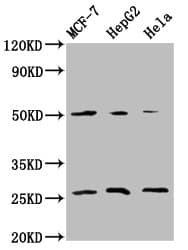 Polyclonal Rabbit anti-Human MT-CO2 Antibody (IHC, WB)