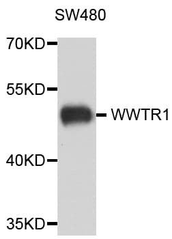 IHC-plus™ WWTR1 / TAZ Antibody