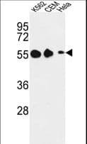 Polyclonal Rabbit anti-Human GALR1 / Galanin Receptor 1 Antibody (aa174-200, WB)