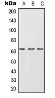 CES2 / Esterase Antibody (Internal)