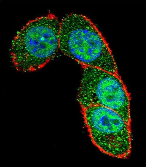 SMAD3 Antibody (aa127-156)