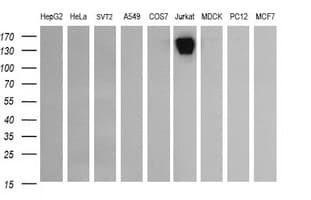 CD45 / LCA Antibody (clone OTI1H2)
