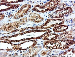 ILVBL Antibody (clone OTI8B12)
