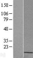 MGC70863 Protein (Over-Expression Lysate Myc-DDK (Flag))