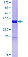 Human HDDC3 Protein (Recombinant GST)