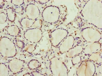 RNF11 Antibody
