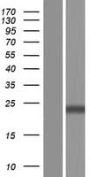 CLEC4C / CD303 / BDCA-2 Protein (Over-Expression Lysate Myc-DDK (Flag))
