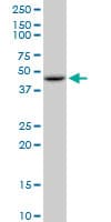 GOT2 Antibody (clone 4H8)