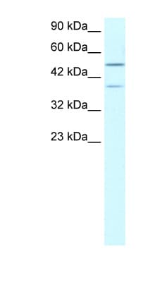 USP3 / UBP Antibody (aa50-99)