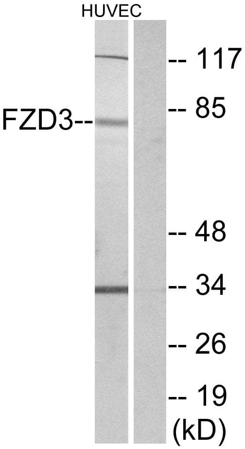 FZD3 / Frizzled 3 Antibody