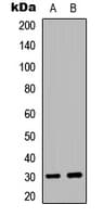 EIF3K Antibody (Internal)