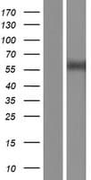 WT1 / Wilms Tumor 1 Protein (Over-Expression Lysate Myc-DDK (Flag))