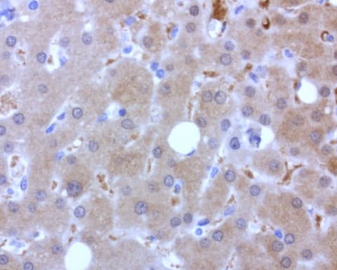 BBOX1 / BBOX Antibody (clone UMAB120)