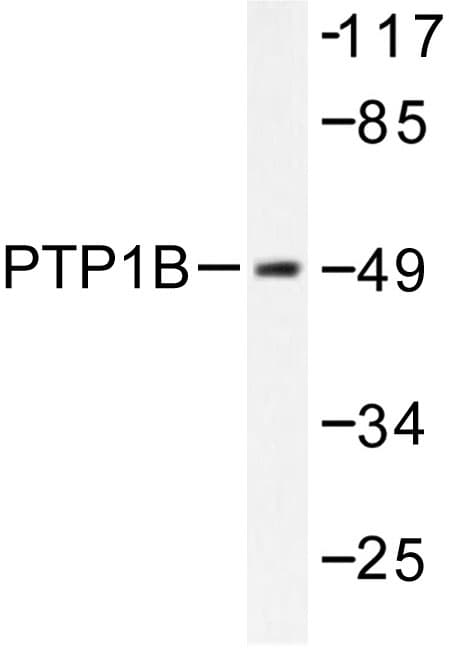 PTP1B Antibody (Tyr46)