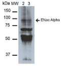 Monoclonal Mouse anti-Rat SCNN1A / ENaC Alpha Antibody (clone 14E10, IF, WB)