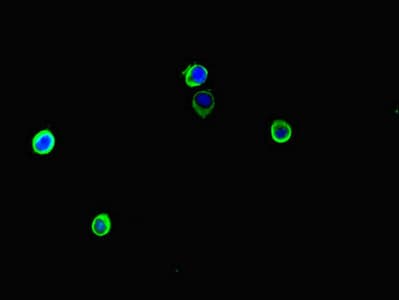 ARAF / ARAF1 / A-RAF Antibody
