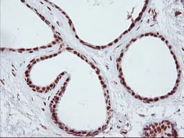 ENPEP / Aminopeptidase A Antibody (clone OTI4G8)