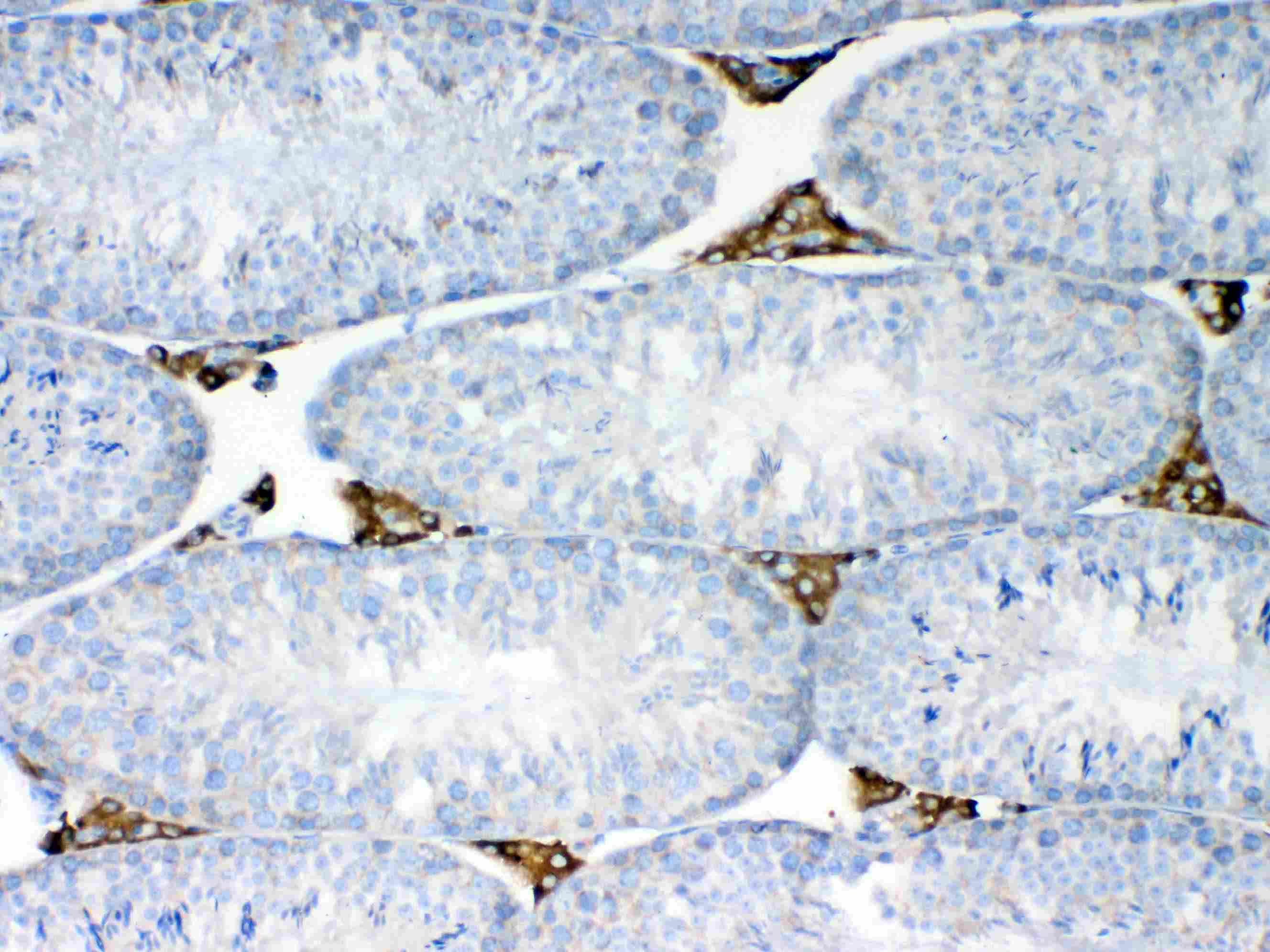 NSF Antibody