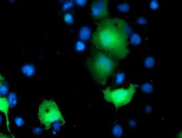 Monoclonal Mouse anti-Human TOMM34 Antibody (clone OTI5E12, Carrier-free, IF, WB)