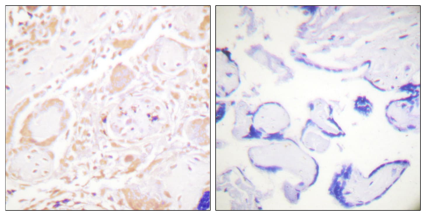 Polyclonal Rabbit anti-Human GATA3 Antibody (aa274-323, IHC, IF)