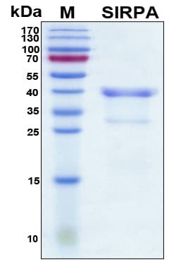 Human SIRPA / CD172a Protein (Recombinant His, N-Terminal)