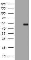PHF7 Antibody (clone OTI1C2)