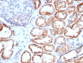 HSPD1 / HSP60 Antibody (clone HSPD1/780, Ready-to-Use)