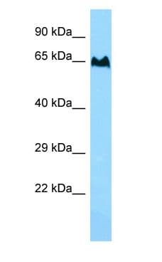 TBC1D3F Antibody (aa326-375)