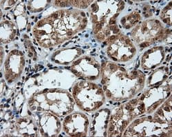Monoclonal Mouse anti-Human PTPRE / PTP Epsilon Antibody (clone OTI4B2, IHC, IF, WB)