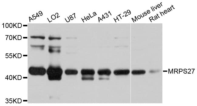 MRPS27 Antibody