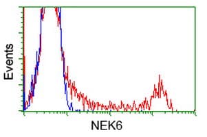 NEK6 Antibody (clone OTI5D7)